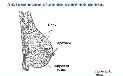 Липома молочной железы ✅ Диагностика и лечение липомы ✅ Маммолог в Киеве