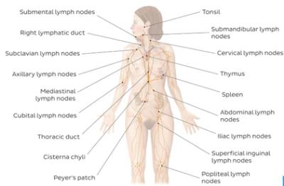 Лимфедема: причины, симптомы и лечение первичной и вторичной лимфедемы